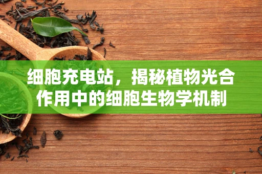 细胞充电站，揭秘植物光合作用中的细胞生物学机制